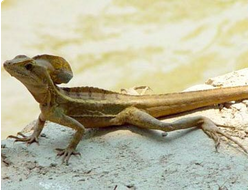 Василиск полосатый (Basiliscus vittatus)
