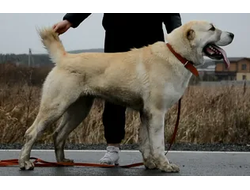 Сука №1. ДЖУМАНА. ПРОДАНА ПОЛЬША