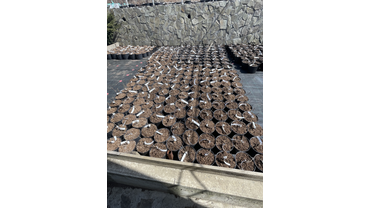 Растения на укоренении.