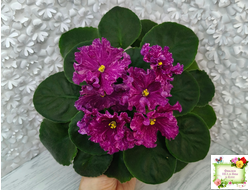 АВ-Тайны Востока (Фиалковод) 2022 г.