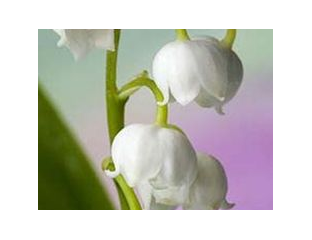 Hydroxycitronellal / Гидроксицитронеллаль
