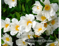 Пион Bu-Te (Бу-Ти)