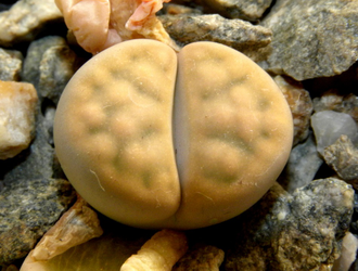 Lithops karasmontana (syn.mickbergensis) C169 'opalina'  - 10 семян