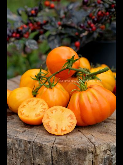 Томат Кошелек Цвета Хурма, 10 шт