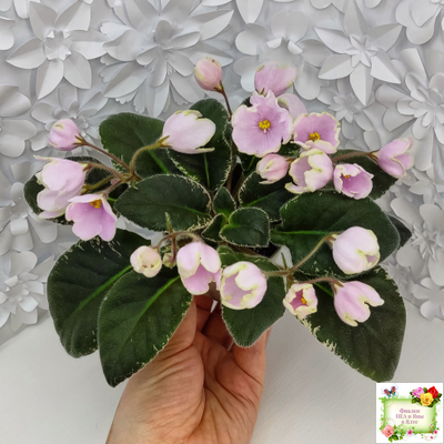 ЛЕ-Ландыши (Е. Лебецкая) 2020 г. (пестролистный лонг)