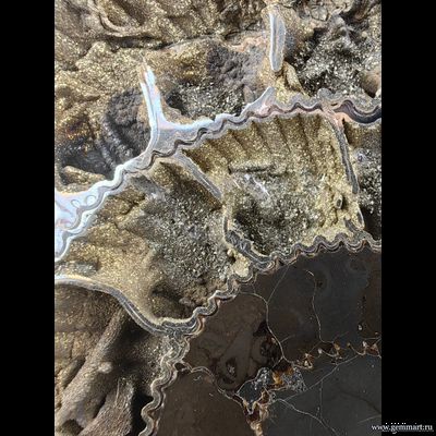 Аммонит, пирит, полированный срез с подставкой. Россия. 290*270*57мм