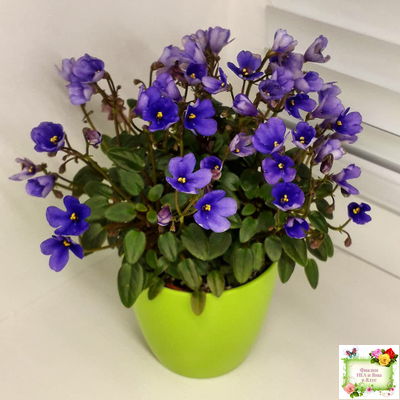 Teeny Bopper (L.Lyon) 5017 (08/27/1982) трейлер