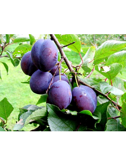 Слива Венгерка Корнеевская