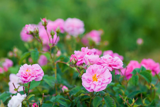 Гидролат Роза Дамасская (Rosa Damascena) лепестки 100 мл