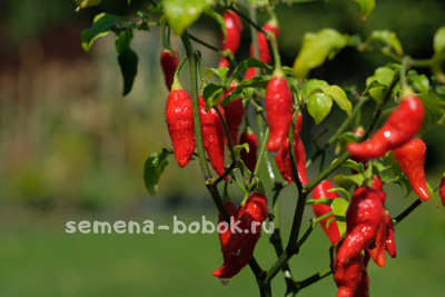 Перец Острый  Turks Cap, 10 шт