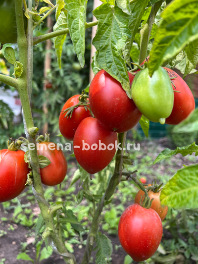 Томат Dwarf Sneaky Sauce (Гном для соуса), 10 шт