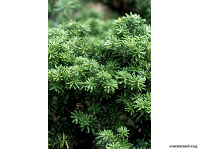 Пихта корейская Цис