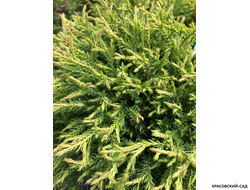 Туя Мр.Боулинг Болл - Mr. Bowling Ball