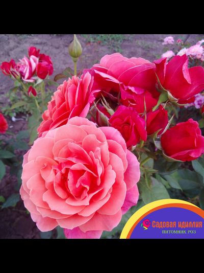 Аптаун Гёрл (Uptown Girl)