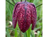 Fritillaria meleagris “Mars”