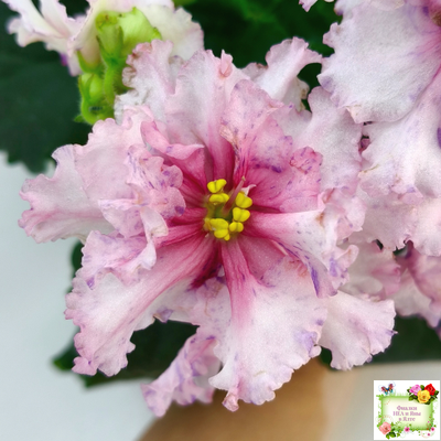 РМ-Ягодный Мармелад (Н.Скорнякова) 2019 г.