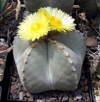 Astrophytum myriostigma v.tulense  cv. - 5 семян
