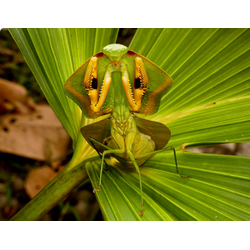 ЛИСТОВИДНЫЙ БОГОМОЛ