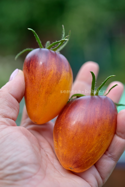 Томат Рыжая Комета Софии, 10 шт