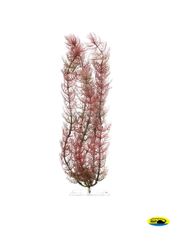 607057/606678 Растение аквариумное Red Foxtail 3(L)30cv