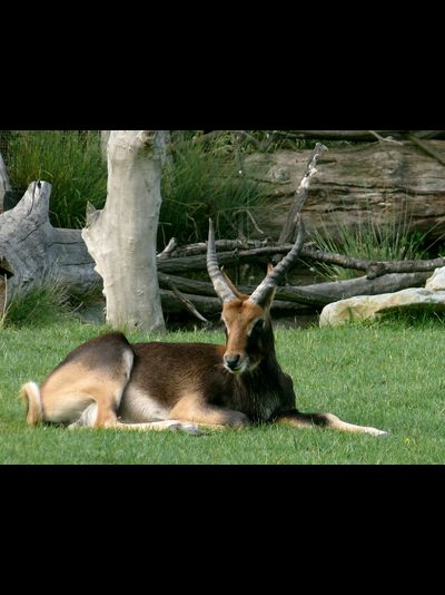 Купить греющую картину с фото антилопа гну