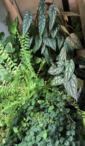 Piper Croceum ‘Frost Bite’ / Перец Крокеум ‘Фрост Байт’