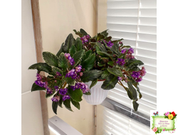 Senk's Azalea Trail (R.Follett/D.Senk) (9845) 01/30/2008 трейлер