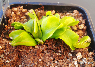 Dionaea muscipula Jaws smiley