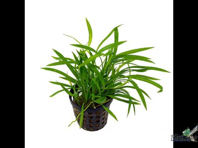 Эхинодорус тенеллус (горшок)