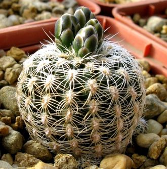 Gymnocalycium bruchii v.niveum VG-341 - 5 семян