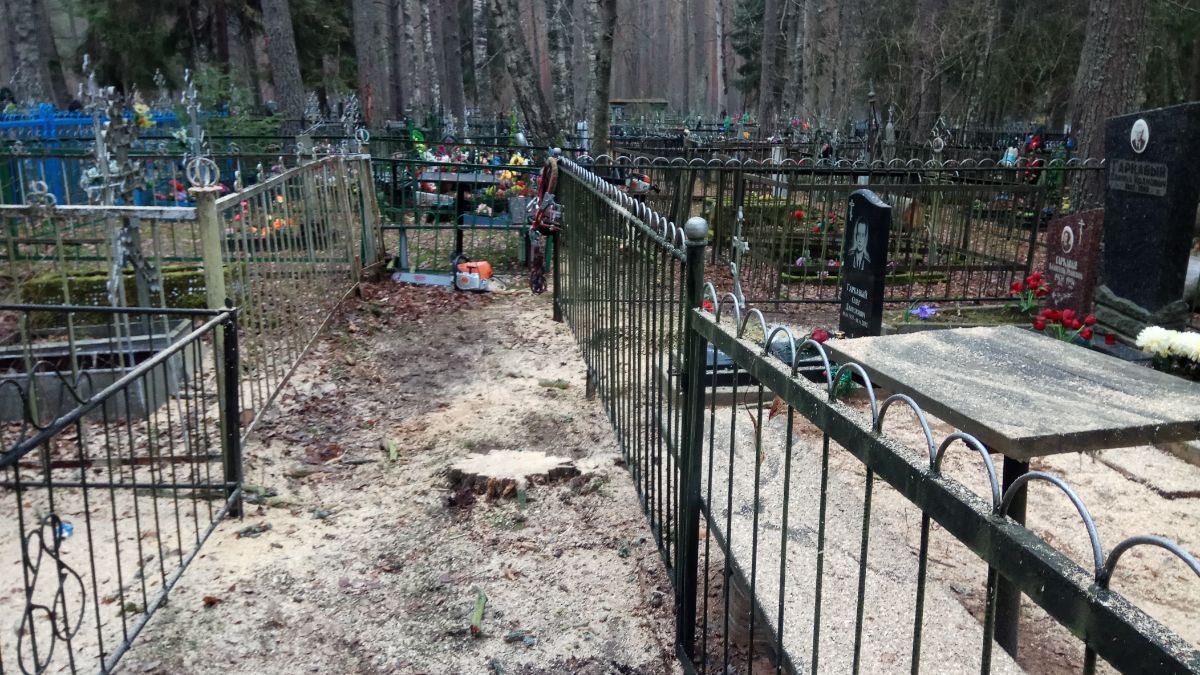 Вырубка сухой сосны на кладбище Толмачево