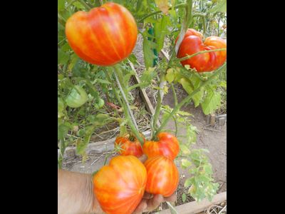 Томат Золотой ананас (Golden Pineapple)