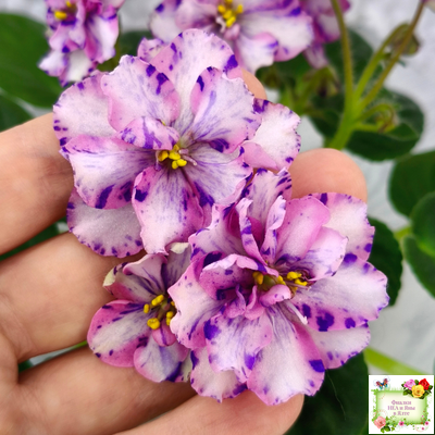 МК-Ветер Перемен Люкс химера (пасынок укоренённый из цветоноса)