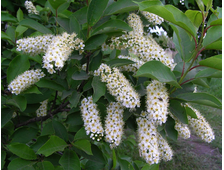 Черёмуха Крупноцветковая Симагина  горш.С1,5л.