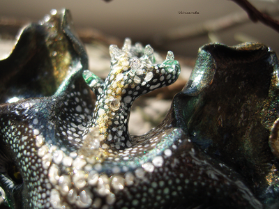 "КотоВолк (Котовий ЛосеВолк) из рода котов-единорогов" - брошь в лесном стиле