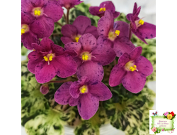 Mac's Pizzicato Paradise (G.McDonald) (лист укоренённый)