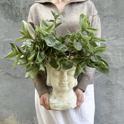 Традесканция в кашпо Будда