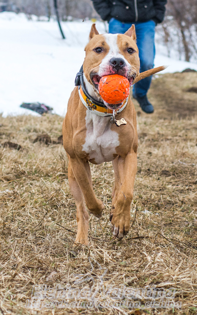 Doglike Мяч  большой (Оранжевый)