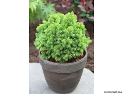 Ель сизая Альберта Глоб фото в горшке - красовский-сад.рф