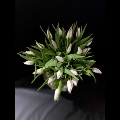 Тюльпаны 25 шт