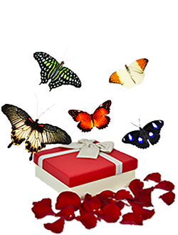 Салют 5 бабочек микс ( 1 бабочка 14 см и 4 бабочки до 9 см.)