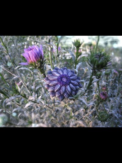 Мистическое кольцо "Цветок Феи Лилак"