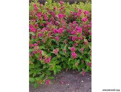 Вейгела Биг Лав фото в саду красовский-сад.рф