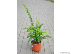 Барбарис Тунберга Green Ornament - фото в горшке - красовский-сад.рф