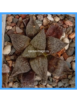 Haworthia breueri