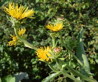 Девясил индийский (Inula racemosa) корень, 2 г - 100% натуральное эфирное масло