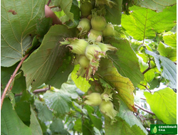 Фундук (лещина) "Первенец"