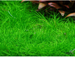 ELEOCHARIS SP. "MINI"/ ЭЛЕОХАРИС "МИНИ" (меристемный)