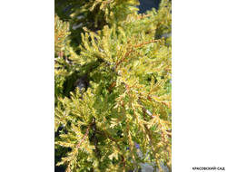 Можжевельник Голдкиссен с доставкой в Москве в питомнике красовский-сад.рф
