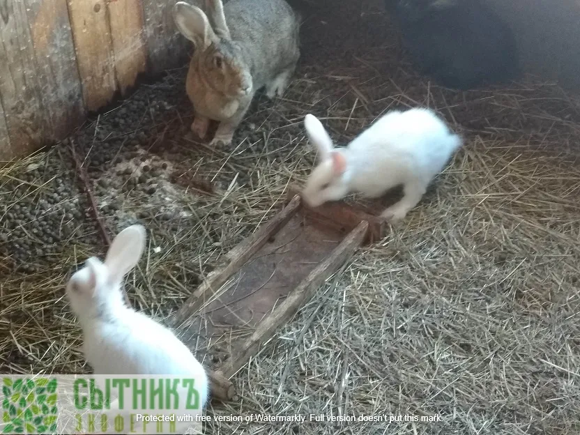 Купить парное мясо кролика от фермера с доставкой